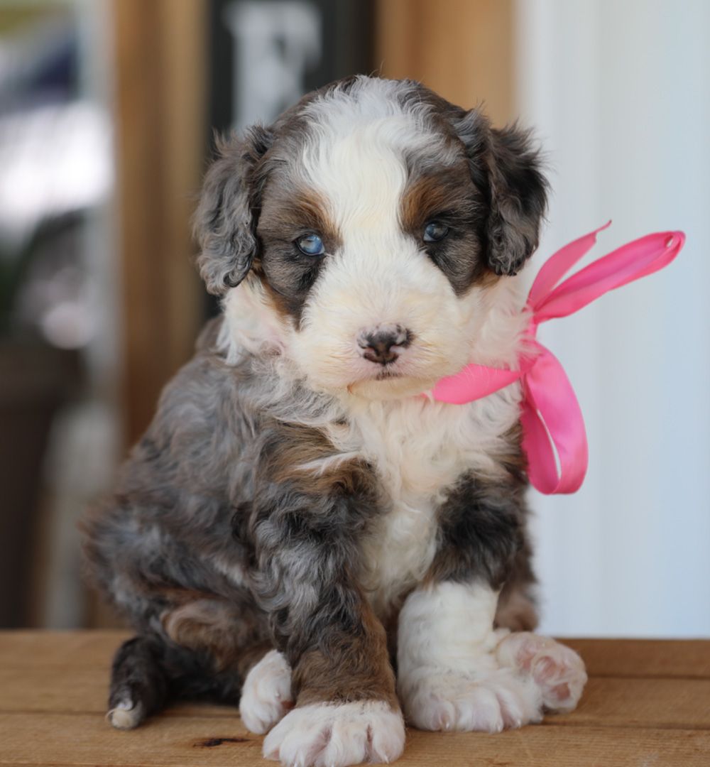 CAPTIVATE WITH THEIR DISTINCTIVE MARKINGS, AFFECTIONATE NATURE, AND HYPOALLERGENIC COAT. A BELOVED AND GENTLE COMPANION. Bernedoodles