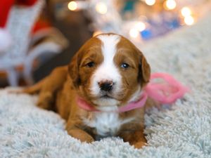 Chai • click to meet