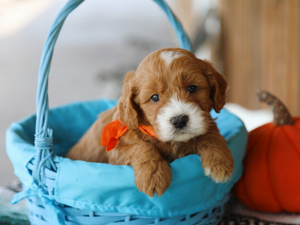 Mugsy • click to meet