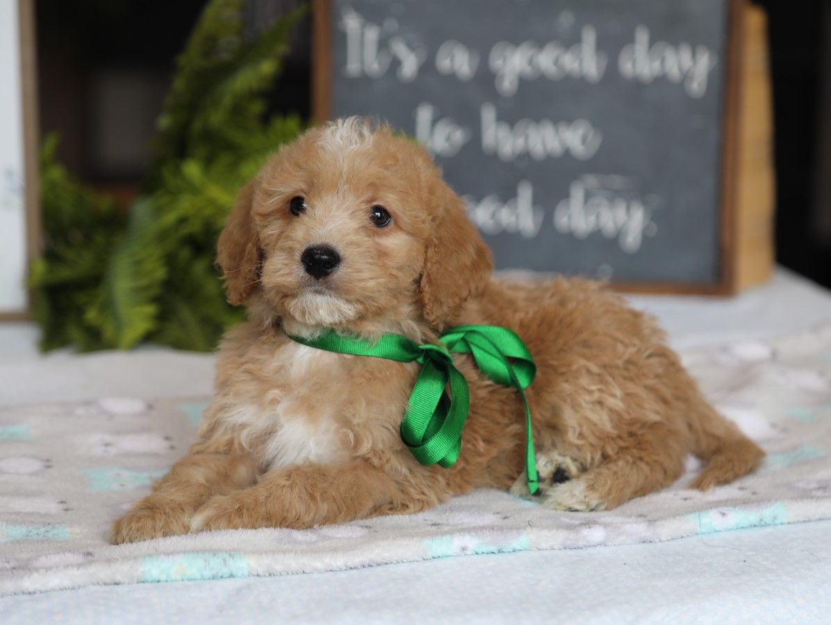  Kaleb - click to meet