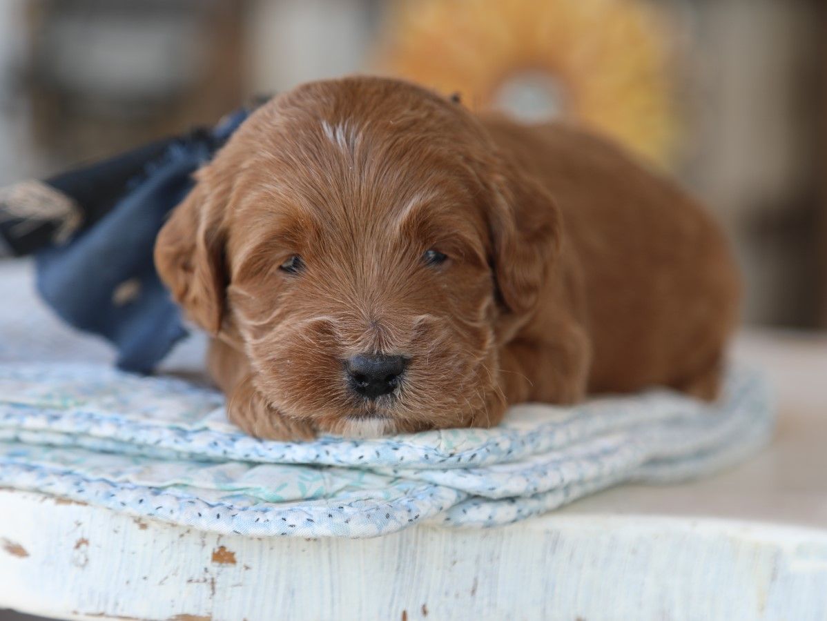 Hershey (1).JPG