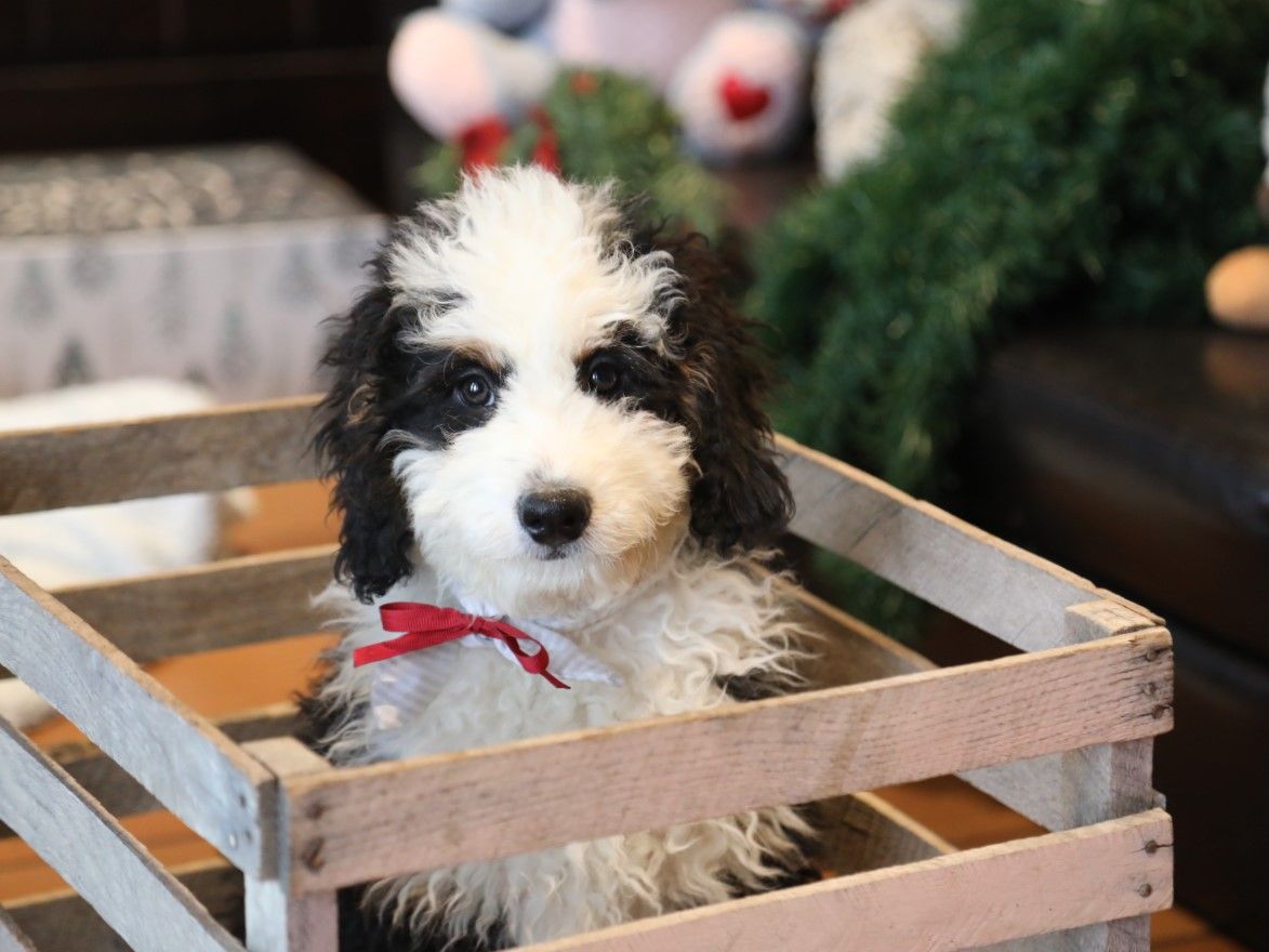  Bentley - click to meet