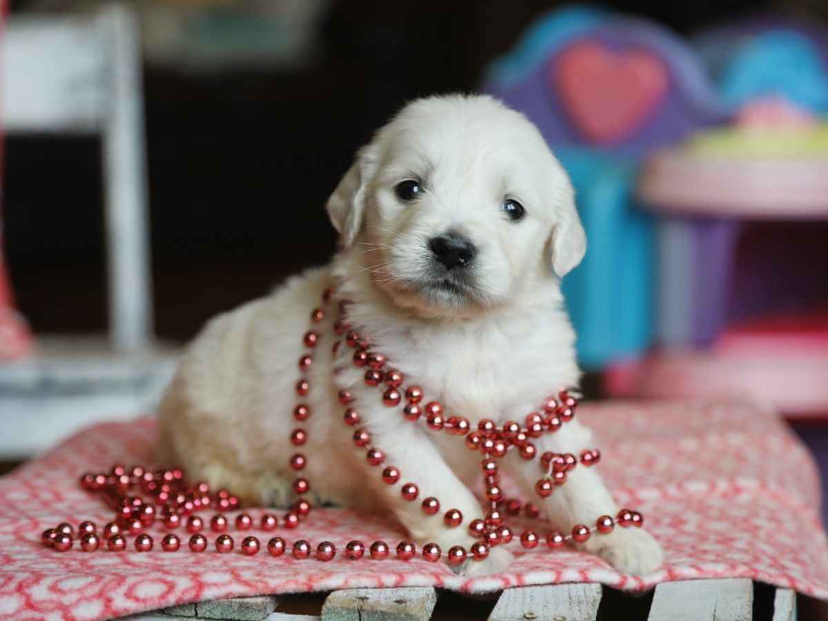 Marigold • click to meet