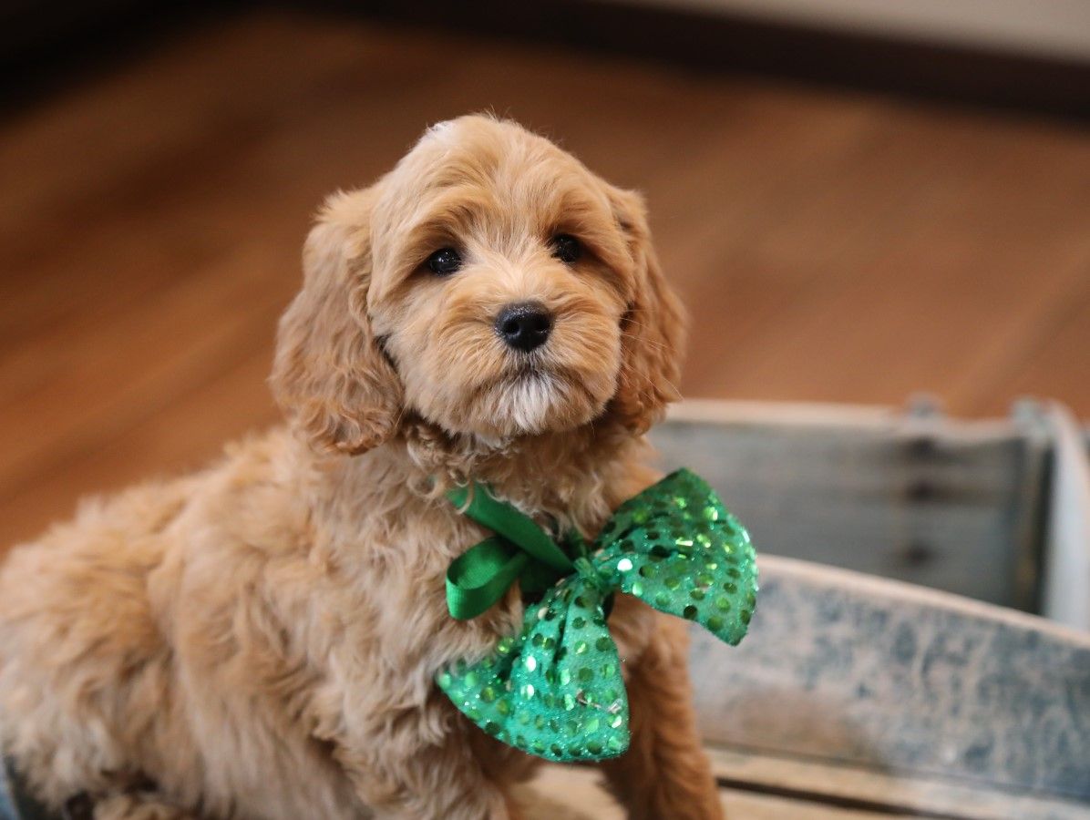 Dudley (2).JPG