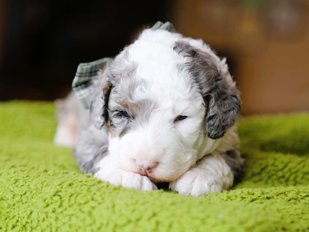 Boba (4).JPG