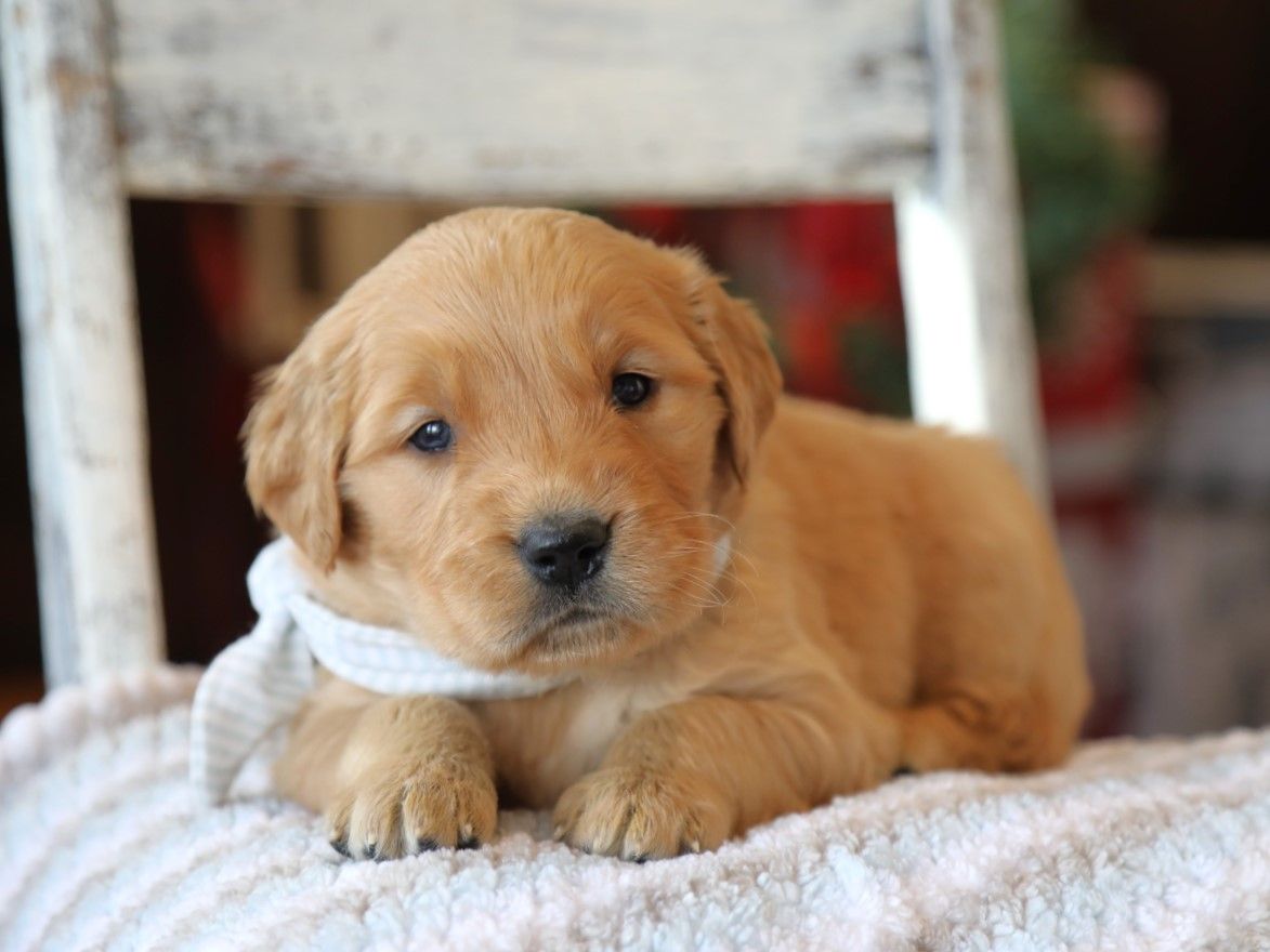 Bradley - Click to meet