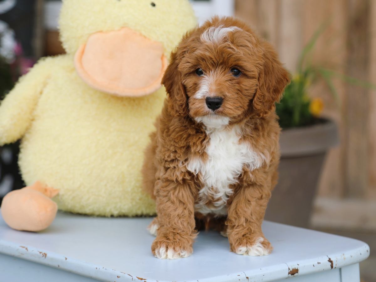 Truffle (2).png