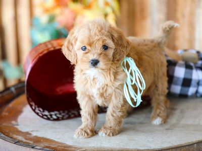 HONEY • RESERVED
