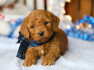  Prince • click to meet