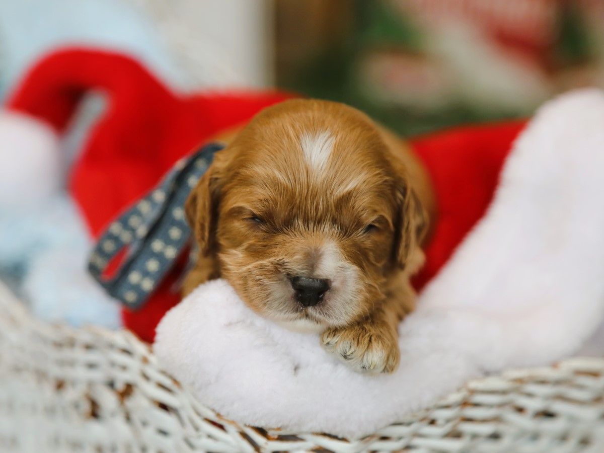 Atlas • Click to meet