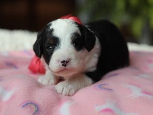 Shirley - click to meet