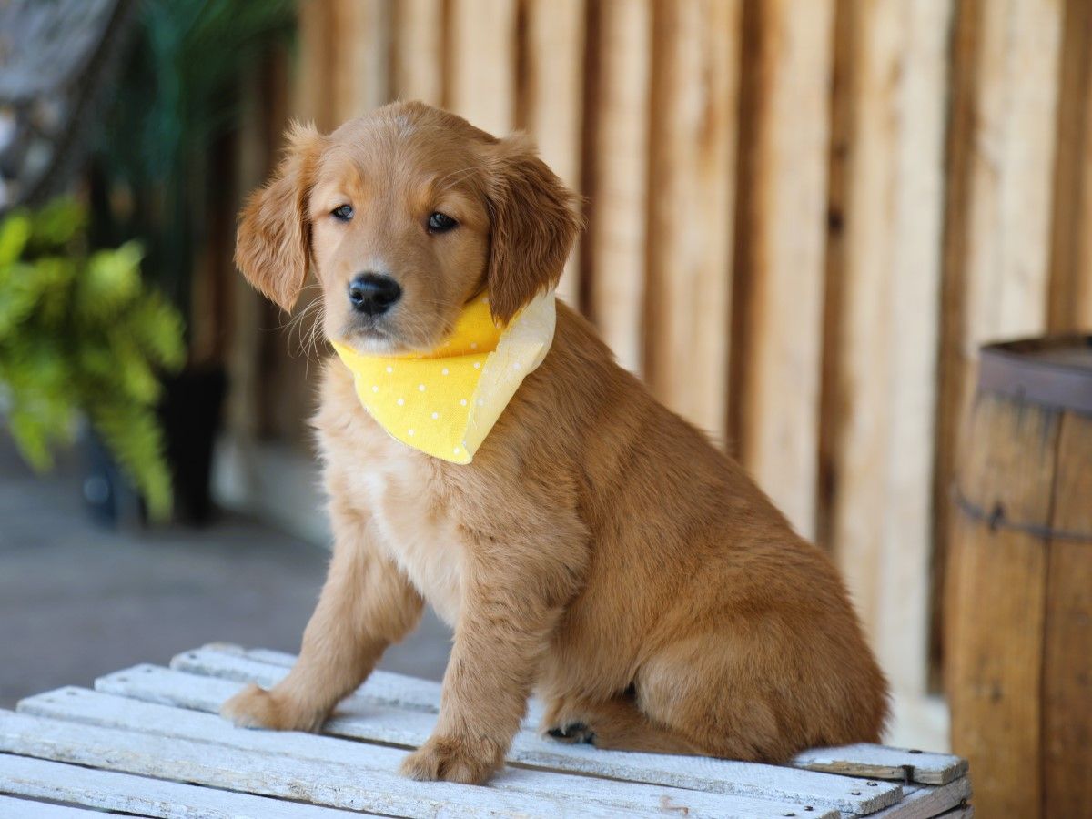 Clover • Click to meet