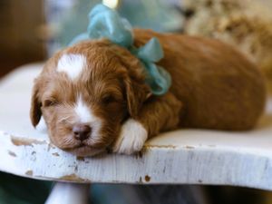 Comet • click to meet