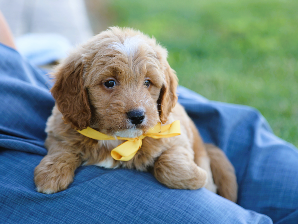 Baxter (3).png