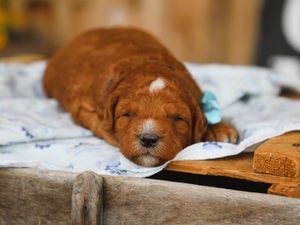 Fudge • click to meet