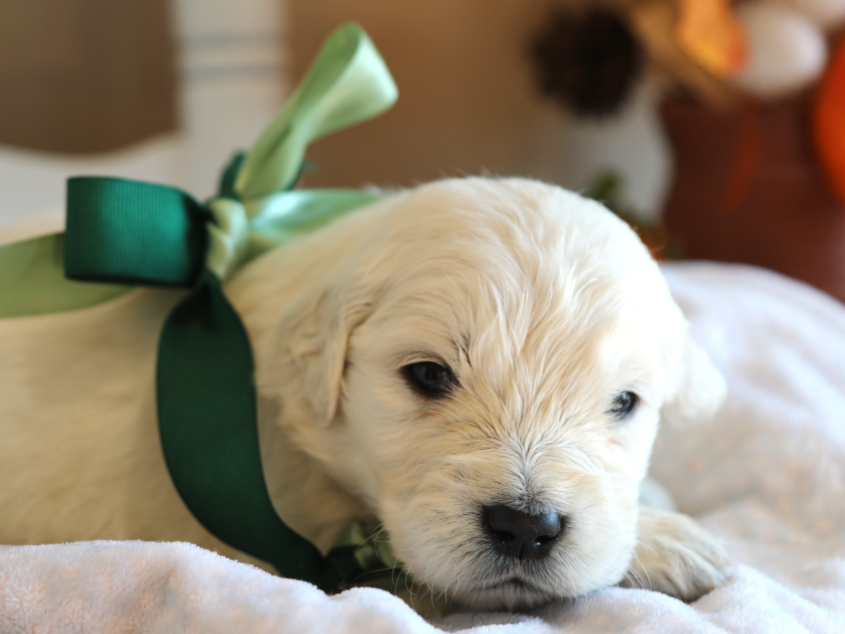 Wilson • click to meet