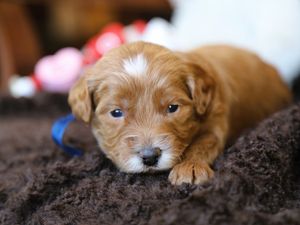 Wade • click to meet