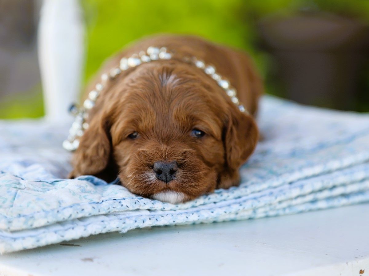 Lenny (1).JPG