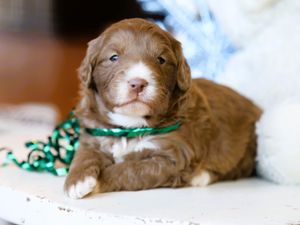 Nutmeg  • click to meet