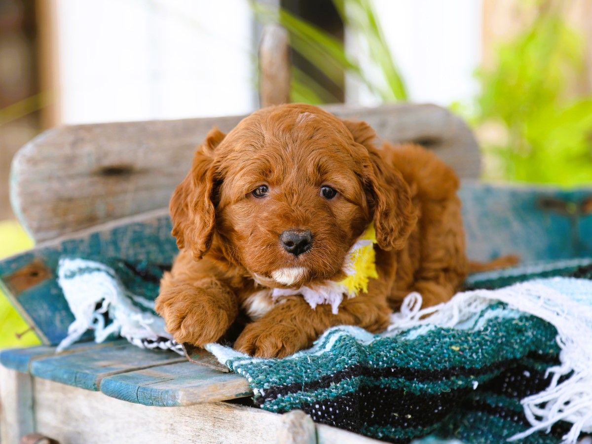 Ivy (1).JPG