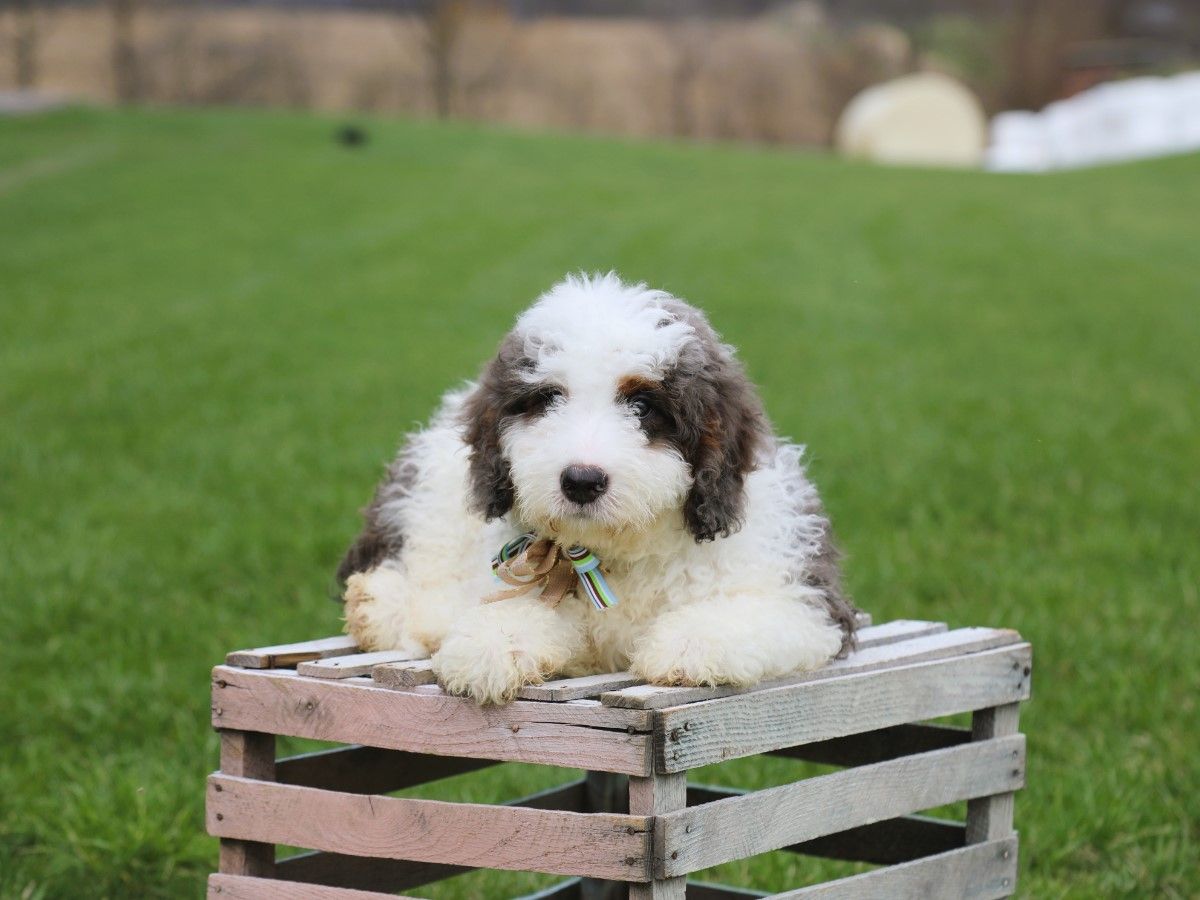 zeus (3).JPG