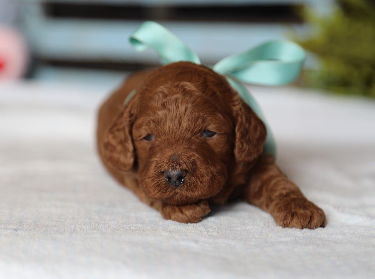 Champ • click to meet