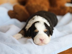 Cassie • Click to Meet