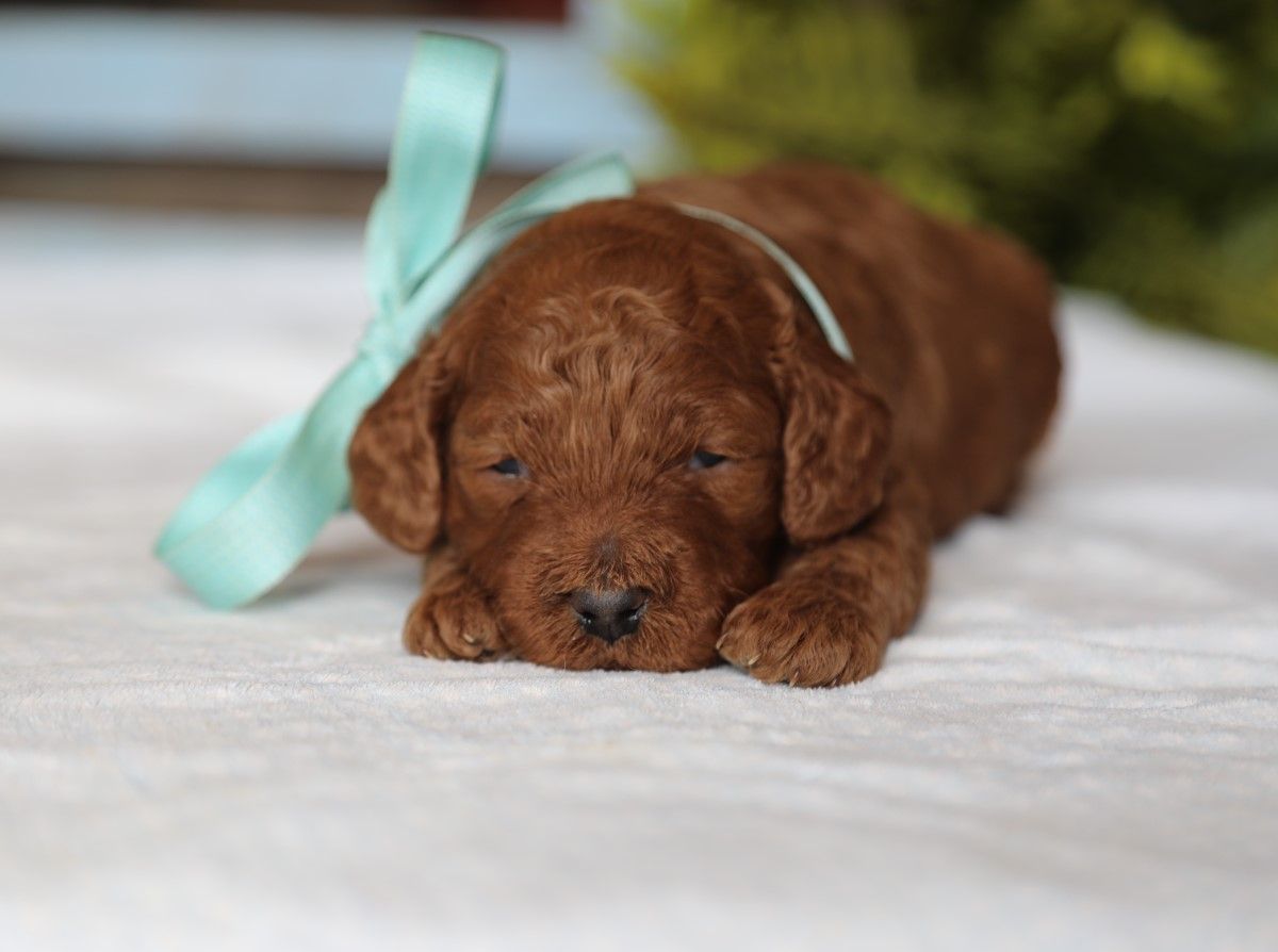 Champ (2).JPG