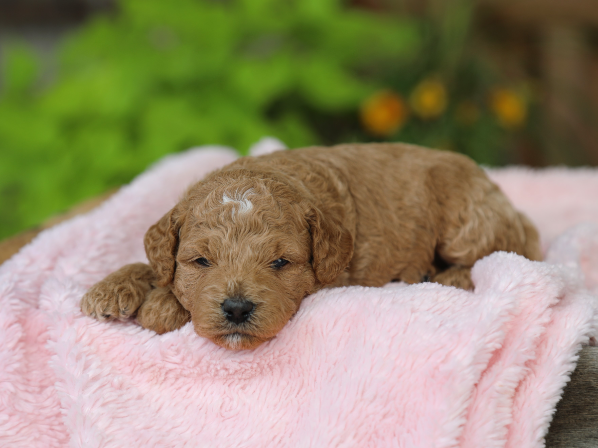 Harper • click to meet