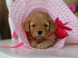  Cupcake • click to meet
