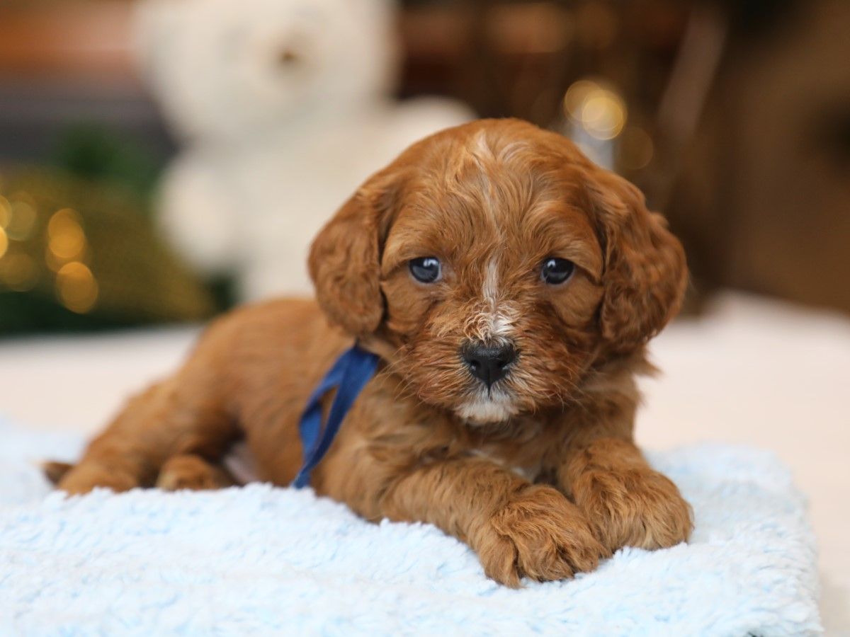  Reese • Click to meet