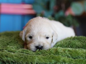 Jenny • Click to meet