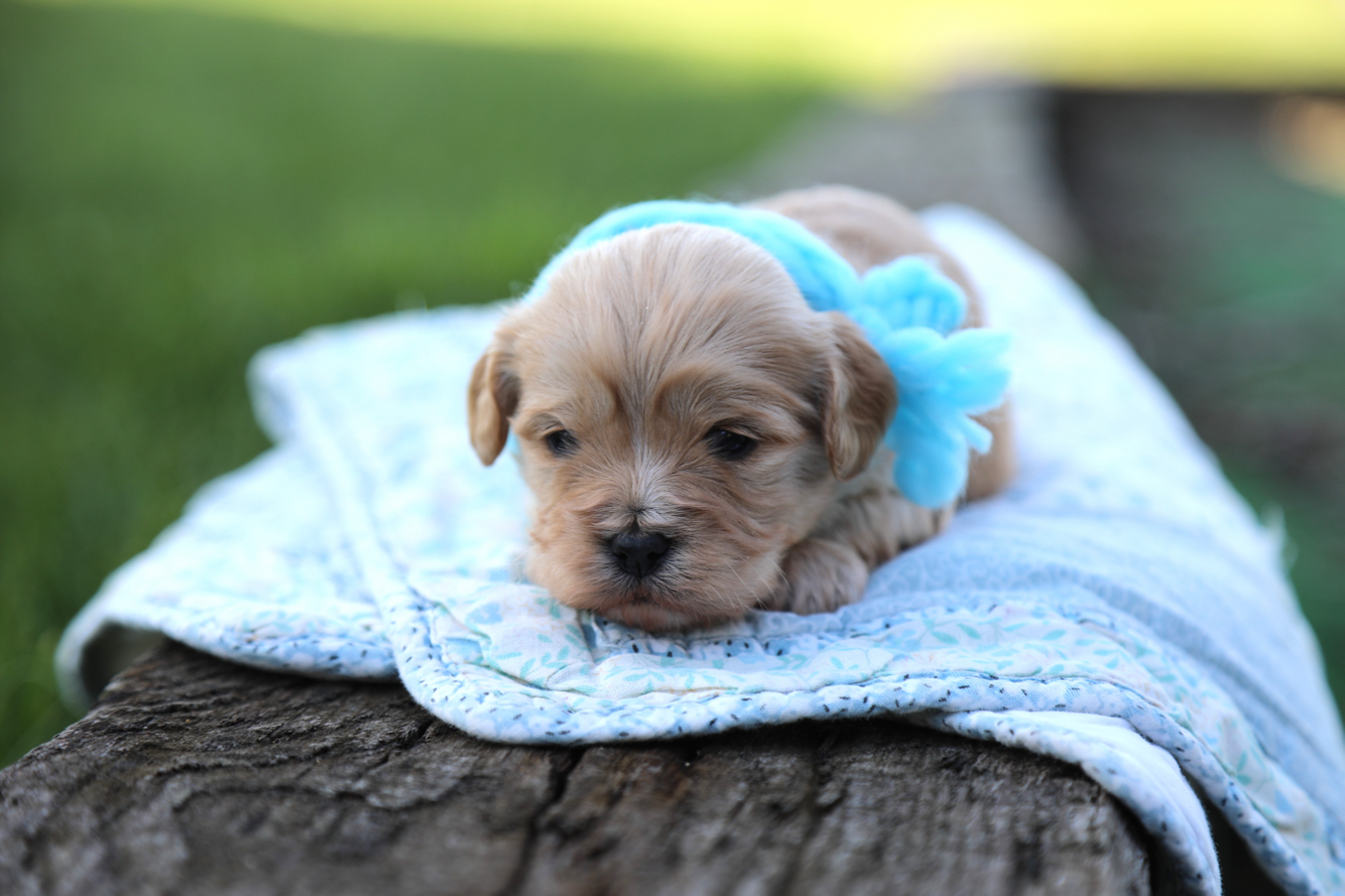 teddy+bear+(4).png
