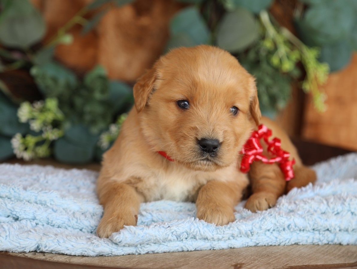 Reggie - Click to meet