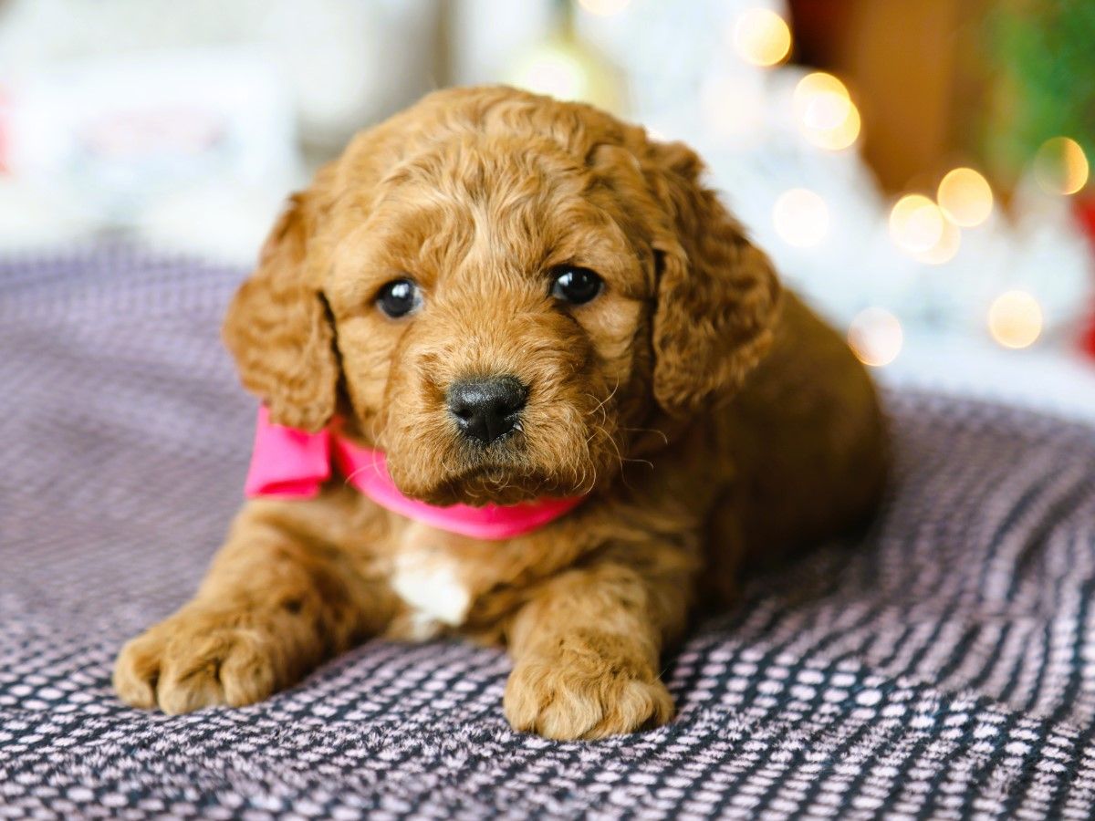  Cinnamon • click to meet