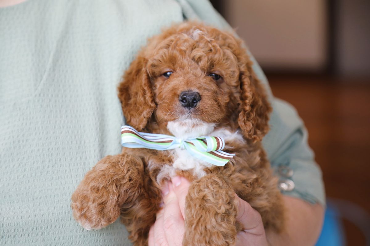 Ryan • click to meet