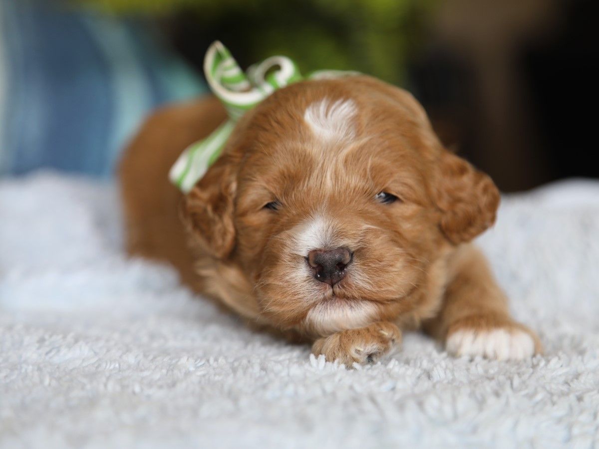 Ripley • click to meet