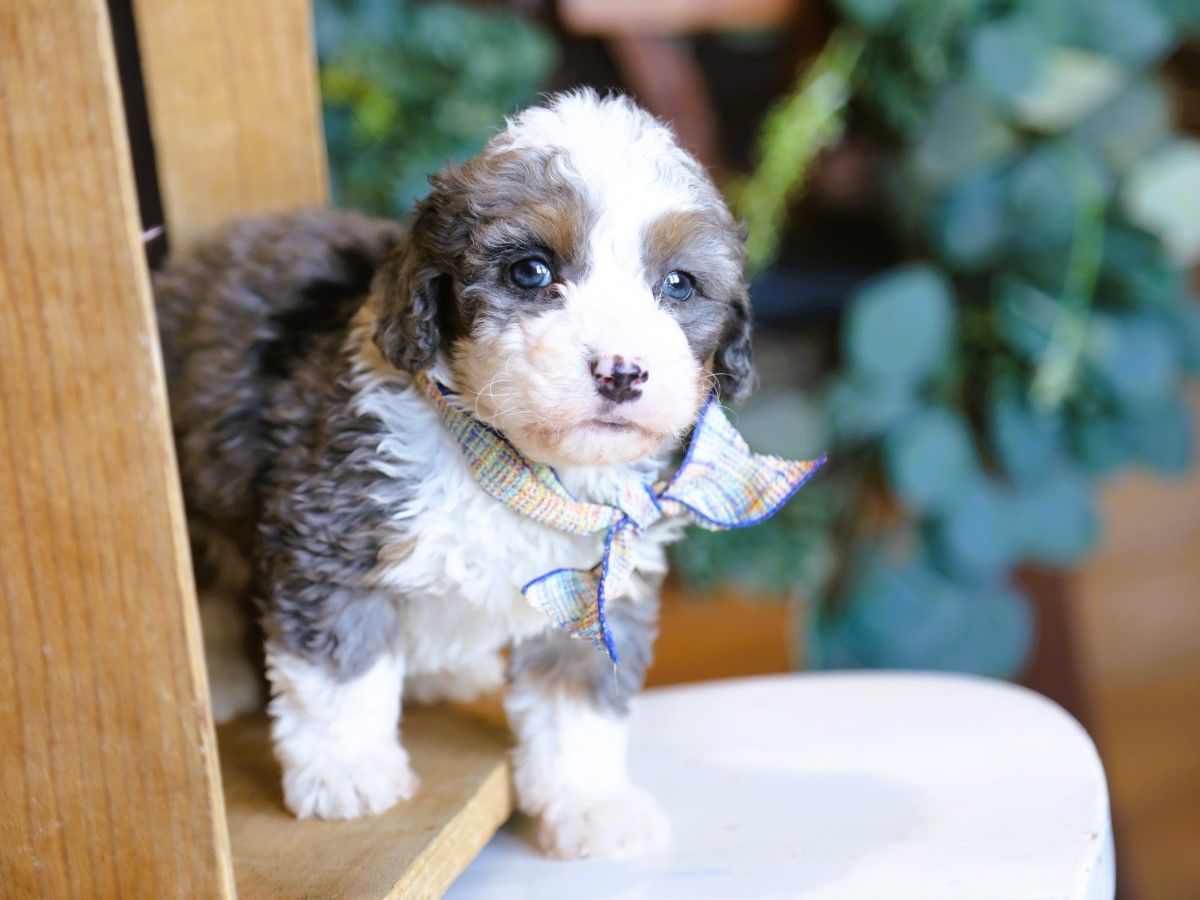 Walker • Click to Meet