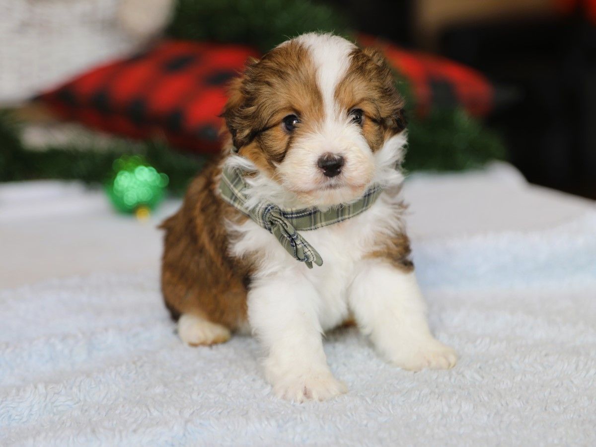  Kris • click to meet