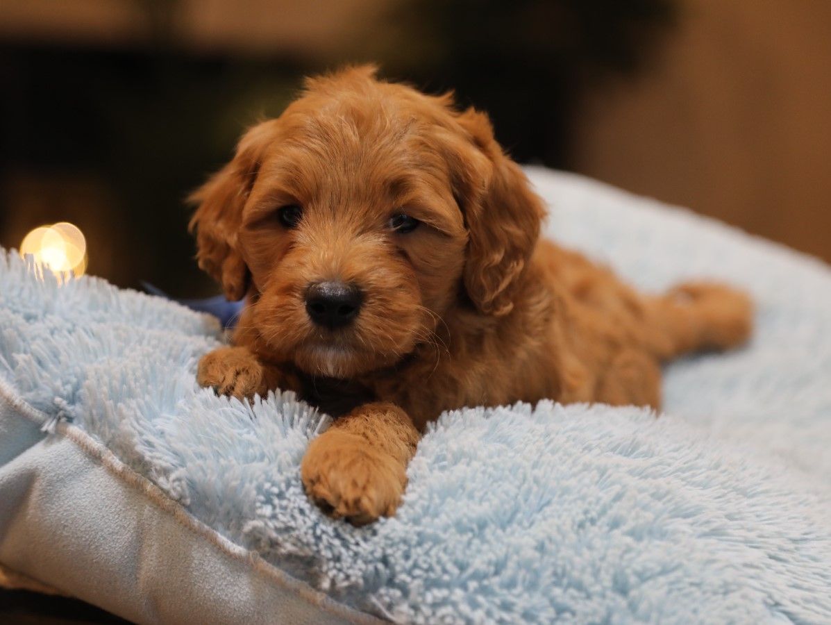  Freddy - click to meet