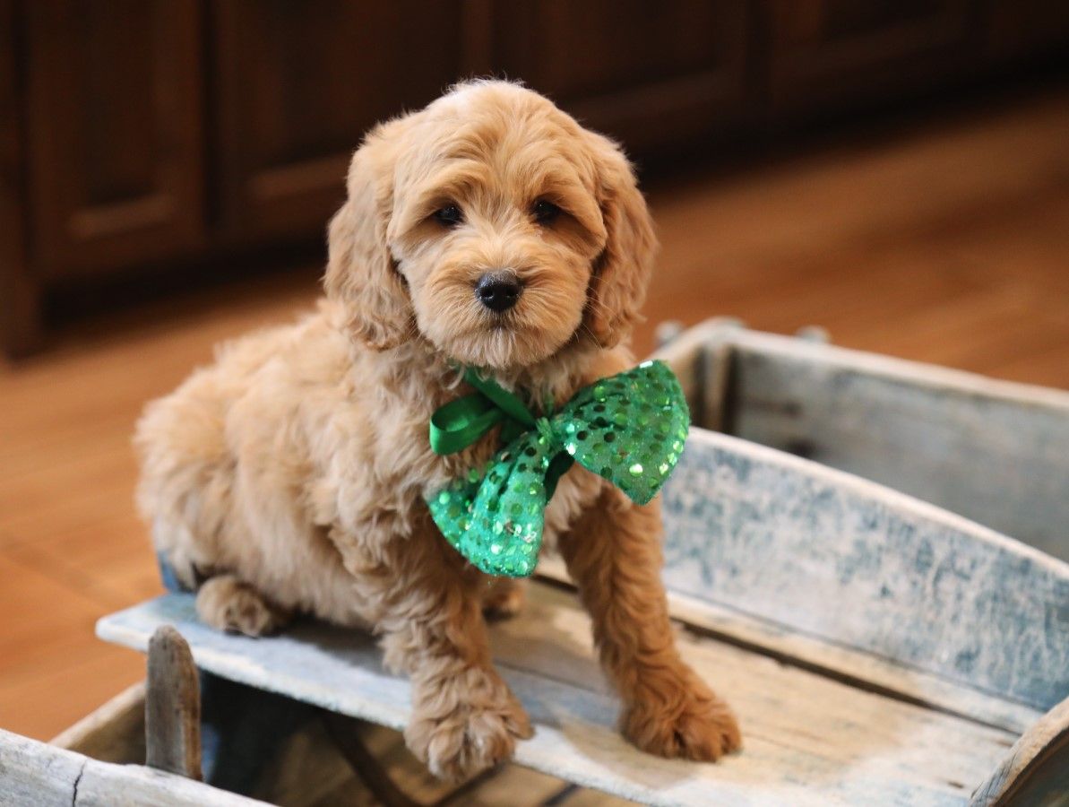 Dudley (1).JPG