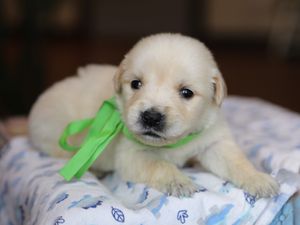  Captain • Click to meet