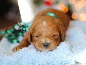 Cuddles • click to meet