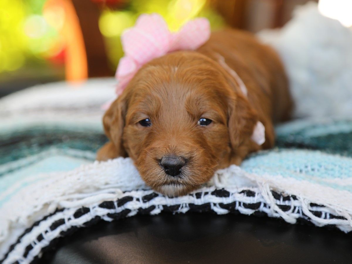 izzy (2).JPG