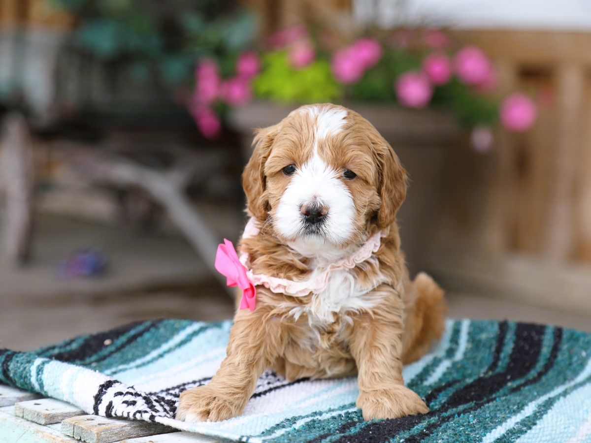 Poppy (1) (1).JPG