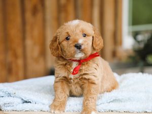 Baxter • click to meet