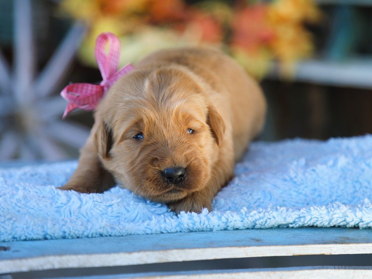 Hazel (1).JPG
