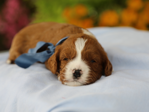Axel • Click to meet