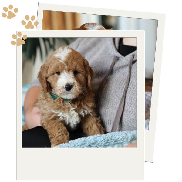 Doodle Puppies for Sale - Image 2.png