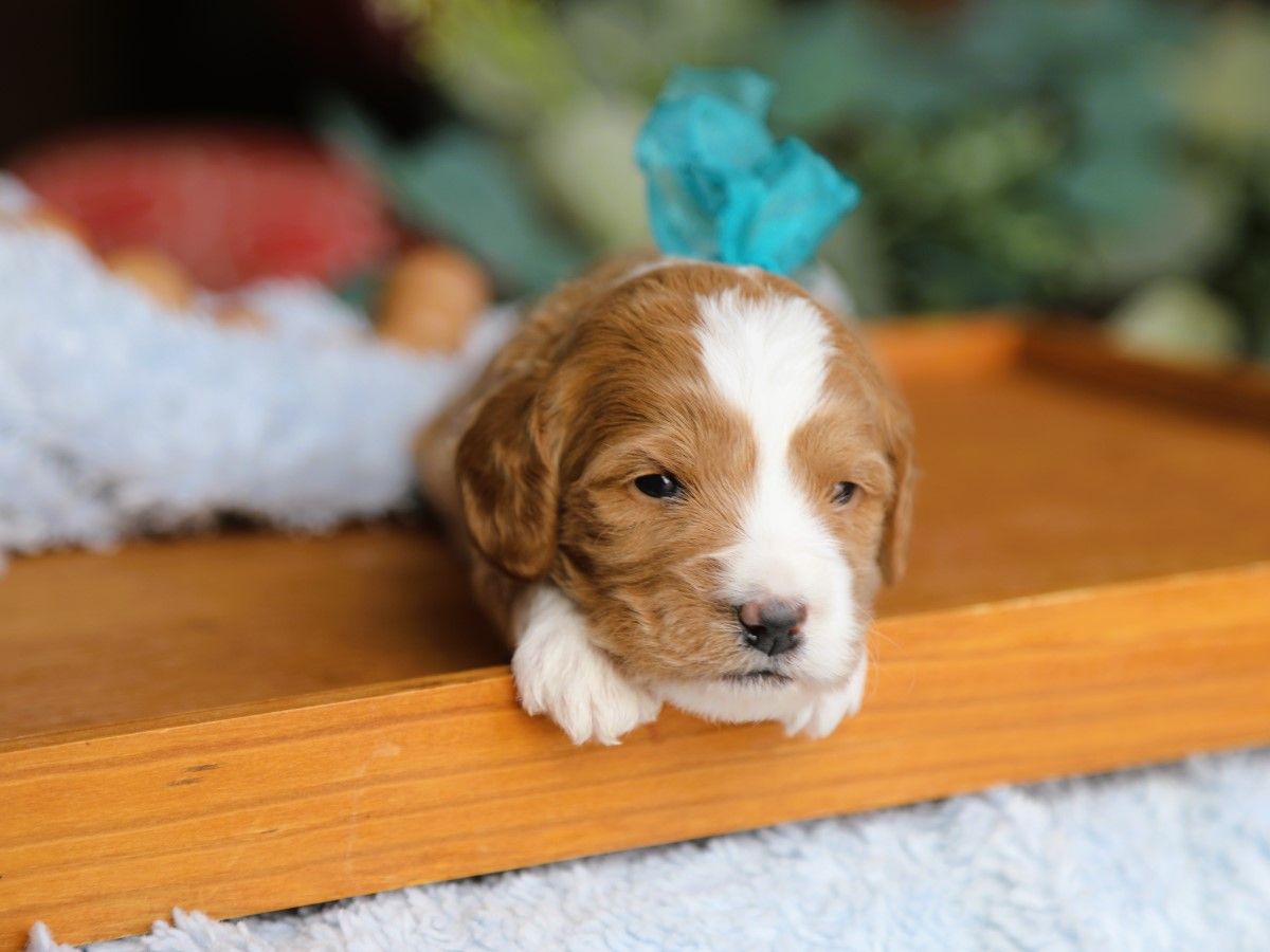 milo (2).JPG